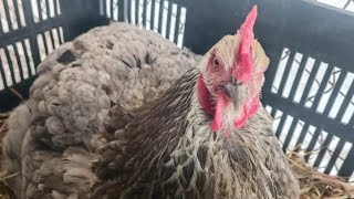 🛑NO!! DOÑA CLEO MURIÓ 😩 mi gallina viejita 😔 los pollos que pase al gallinero así van... 