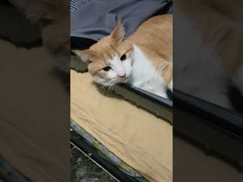 He Secure his Spot Everywhere 🤣 #shortvideo #catvideos #shorts #funny #ytshorts #cute #trending #fyp