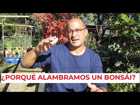 POR QUE ALAMBRAMOS UN BONSÁI ֍ TEN CLARO ÉSTO ✅