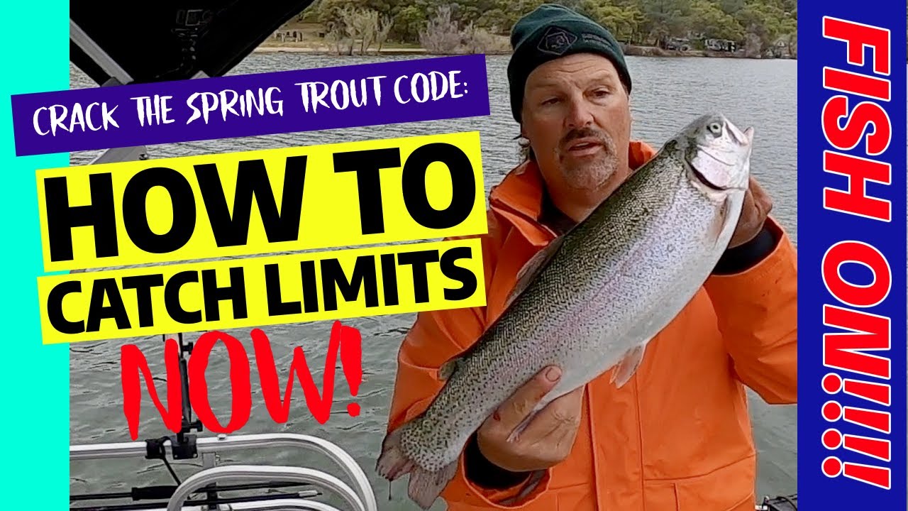 How We Caught Limits Of Trout Every Day This Week! #fishing #trout