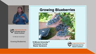 Growing Blueberries - OSU Master Gardeners