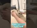 BGMがメロンパンすぎるうさぎ　#shorts