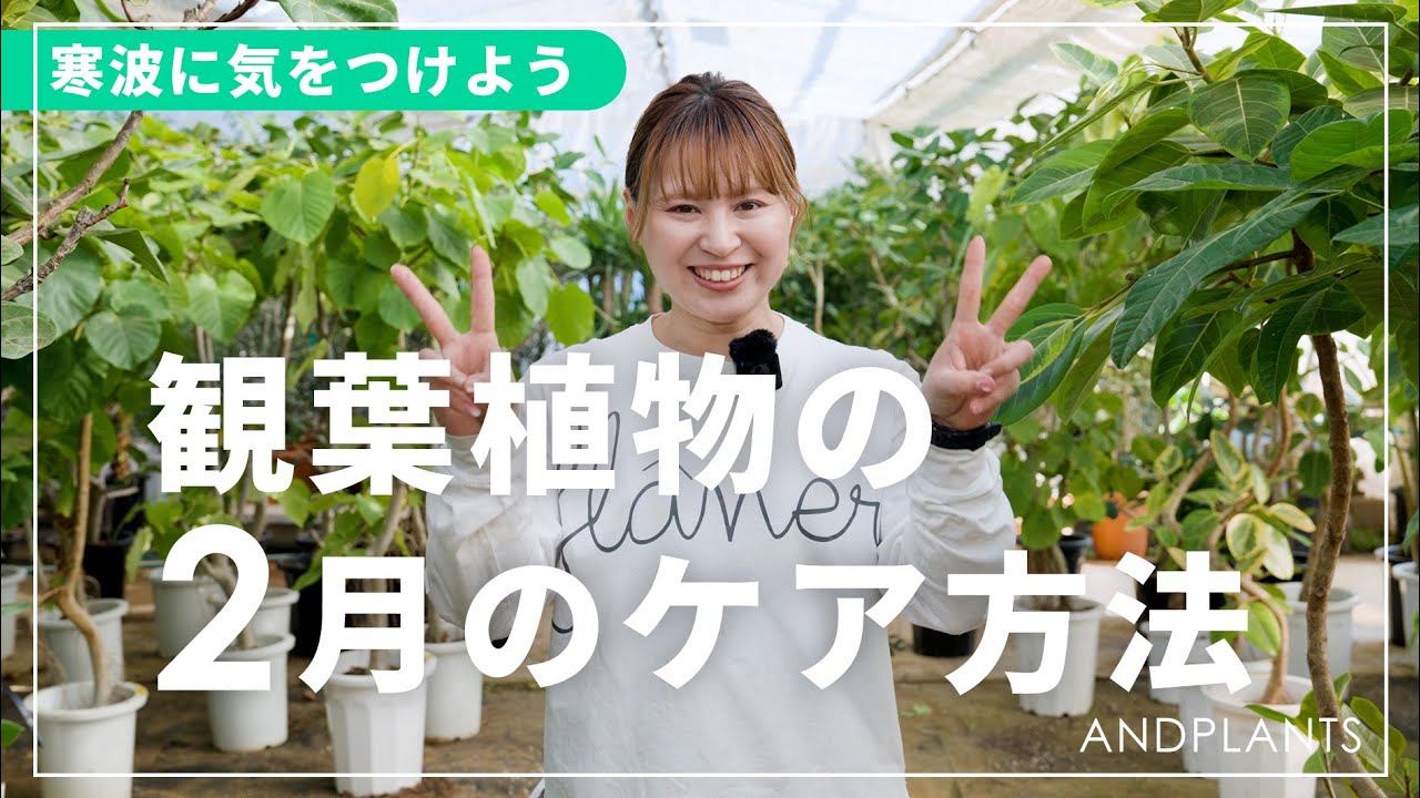 【最後の冬越し】2月の観葉植物の育て方｜春を元気に迎えるための重要ポイント