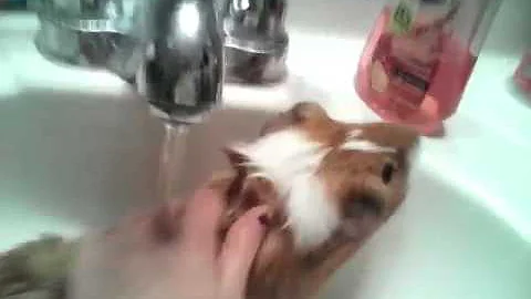 How to bathe a Guinea Pig