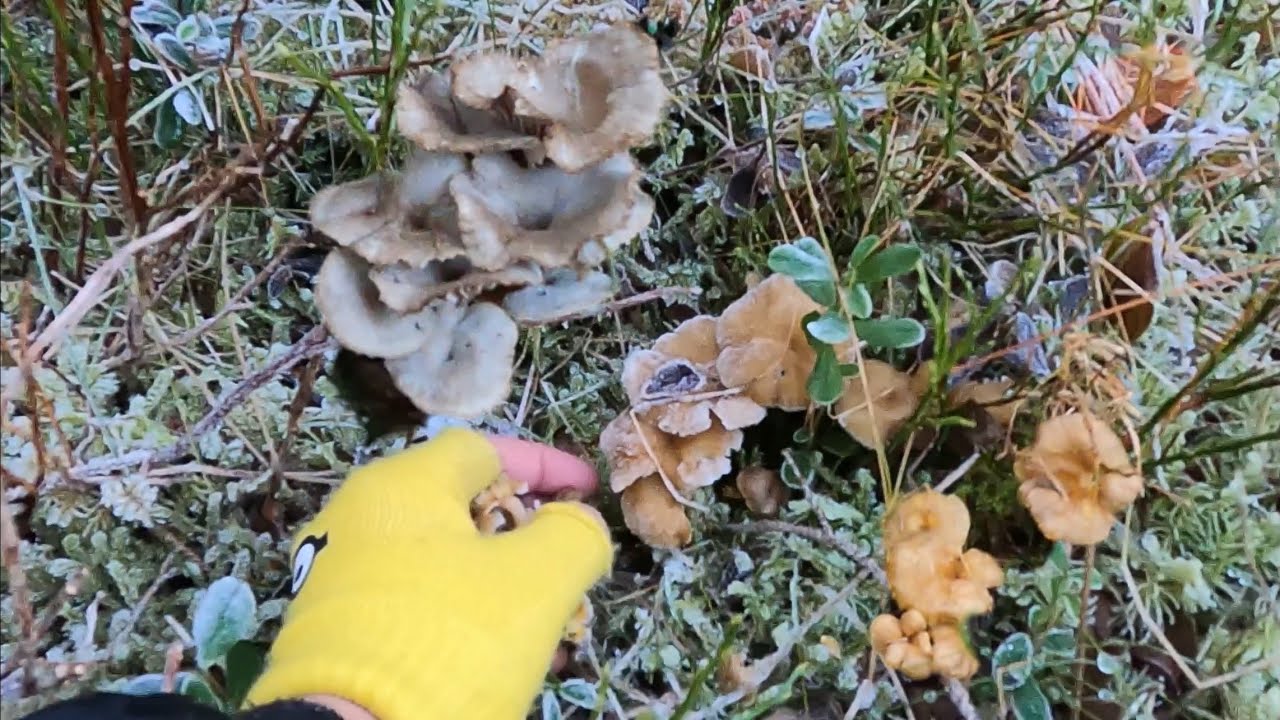 เก็บเห็ดดำนำ้แข็งบ้านพักร้อน31.10.23