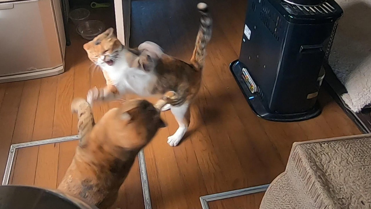 ポカスカ叩き合いするも今日も平穏なウチの娘猫