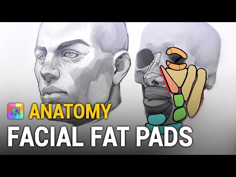 Anatomy Secrets - Facial Fat Pads (ART School)