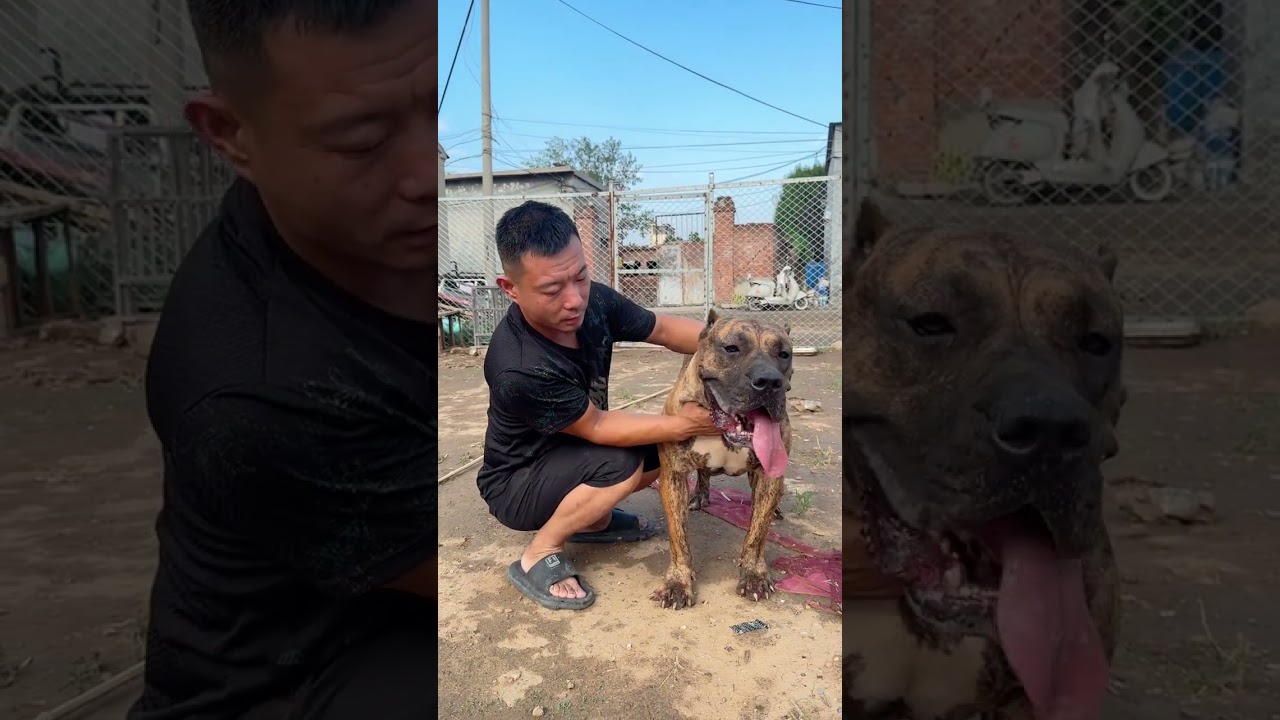 抗狼上房揭瓦，和它母亲桑迪一样，准备搭配大个，#加纳利抗狼 #加纳利犬 #狗子成精了 #伴侣犬 #沉默猛犬