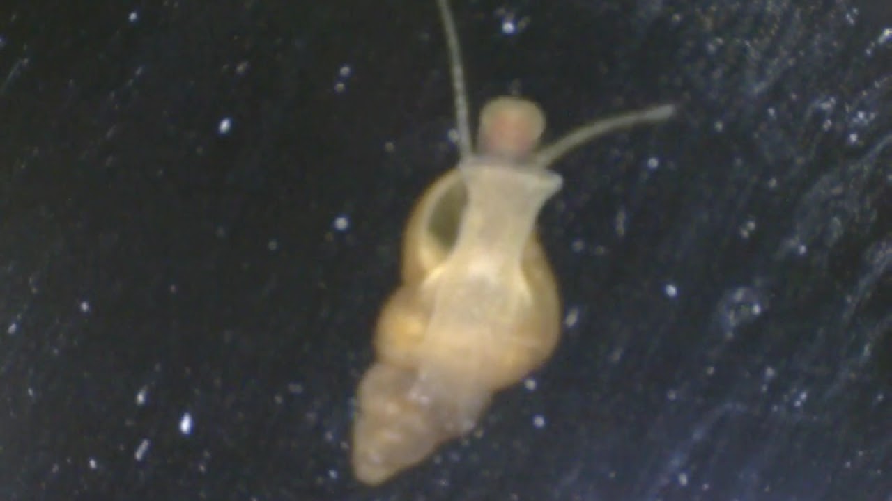 Baby assassin snail at 50x magnification - YouTube