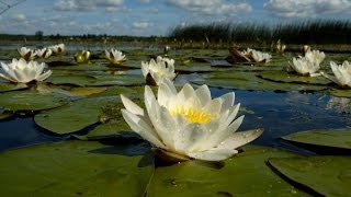 Пруд с золотыми рыбками \ Pond in the yard goldfish