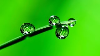 GRAS VIDEO | Free Stock Footage | Free HD Video - no copyright