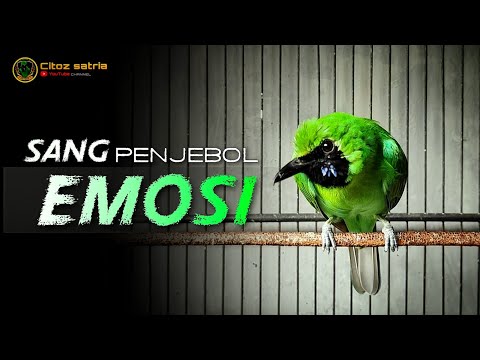 NGENTROK HIPER !!! Cucak Ijo Gacor Full Isian Tembakan, Ampuh Untuk Pancingan Cucak Ijo Lomba