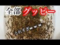 北海道の野生グッピーをまた見つけてしまいました【ガサガサ】