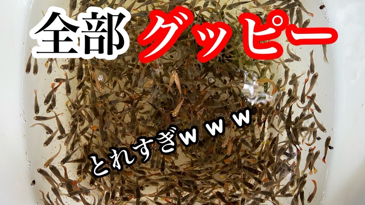 北海道の野生グッピーをまた見つけてしまいました【ガサガサ】