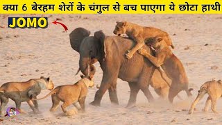 क्या कोई इस छोटे हाथी को 6 जानलेवा शेरों के चंगुल से बचा पाएगा ? Elephant's Epic Migration Part 2