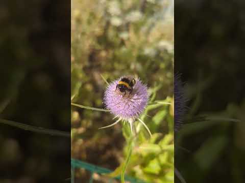 eine wunderschöne Biene in den Blüten #bee #honeybee #nature #naturelovers #bees #flowers