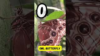 🐜 ABC Insect Song for Kids | Learn A to Z Bugs with Fun Rhymes, Sounds & Phonics! 🐞🦋 | UZR Learning