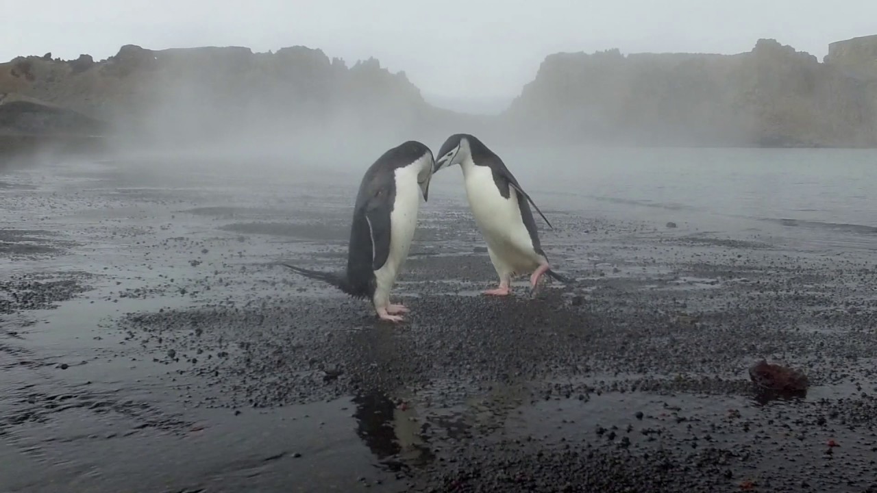 Penguin fight in an active volcano YouTube