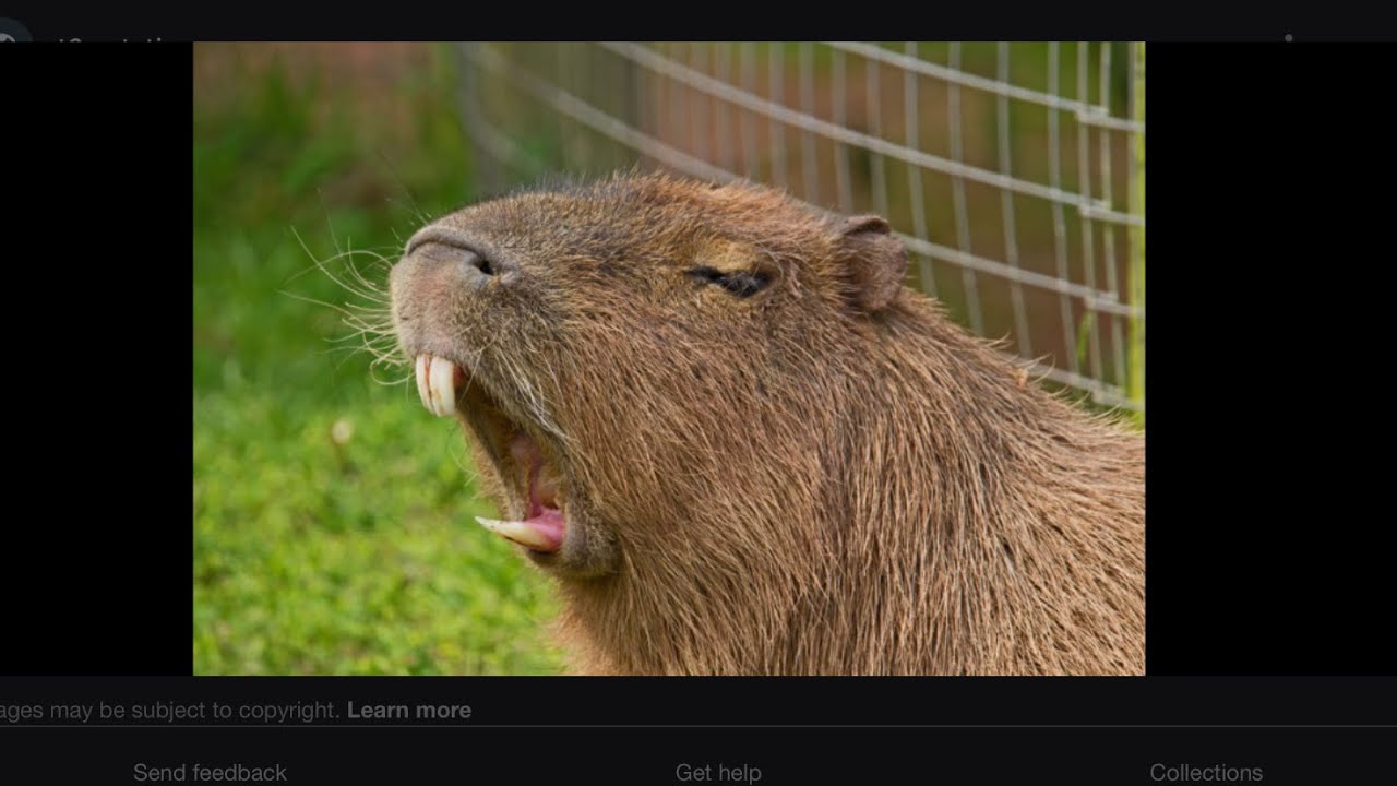 Capybara song #capybara - YouTube
