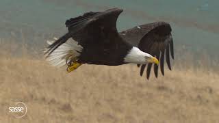 Detailed SloMo of Eagle in Flight (1000fps) #eagles #slomo #nature by SassePhoto 178,528 views 3 years ago 1 minute, 15 seconds