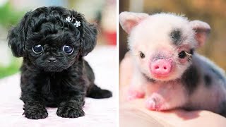 Funny baby animals Videos Compilation Cute moment of the Animals - FunnyVines by FunnyVines 11,863 views 3 years ago 8 minutes, 29 seconds