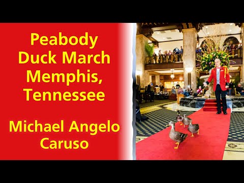 Video: Vịt con Peabody tại khách sạn Peabody ở Memphis