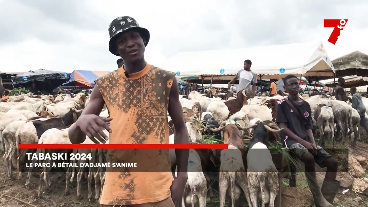 Tabaski 2024 : le parc à bétail d'Adjamé animé