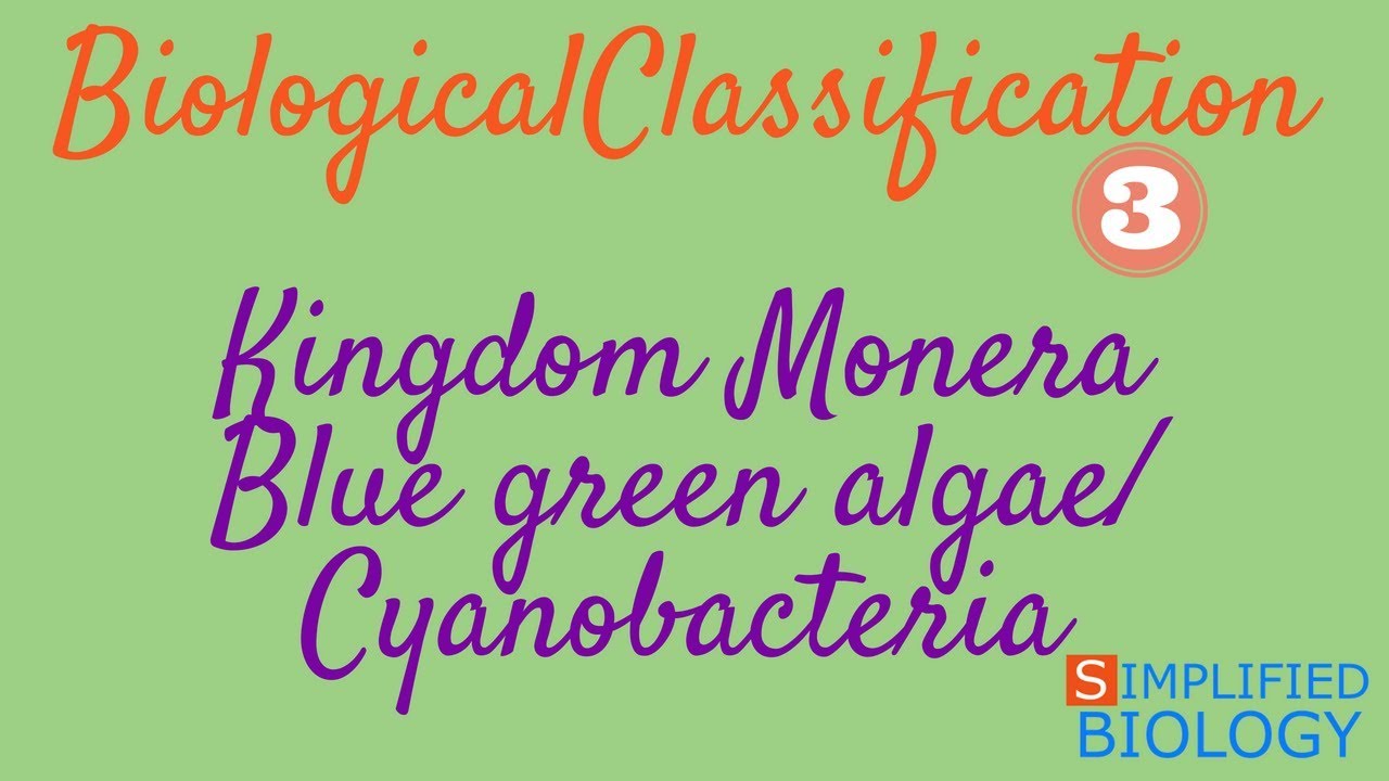 KINGDOM MONERA - BLUE GREEN ALGAE/ CYANOBACTERIA for NEET, AIIMS, AIPMT, JIPMER, PREMED