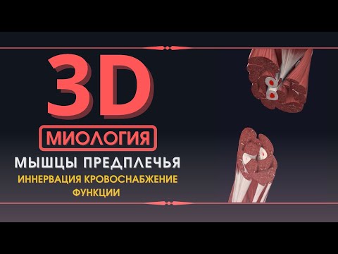 Мышцы Верхней Конечности - 3D Анатомия Мышц Предплечья - Часть 3