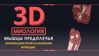 Мышцы Верхней Конечности - 3D Анатомия Мышц Предплечья - Часть 3