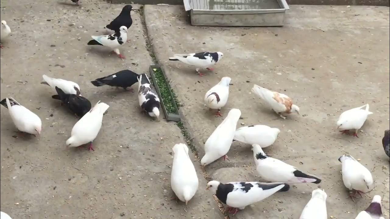 #Pigeons.Подорожник для голубей. - YouTube