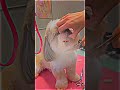 Cutsy and very demure Shitzu grooming ✂️🫶🏻🐾 check out our online grooming courses in our bio _shitzu