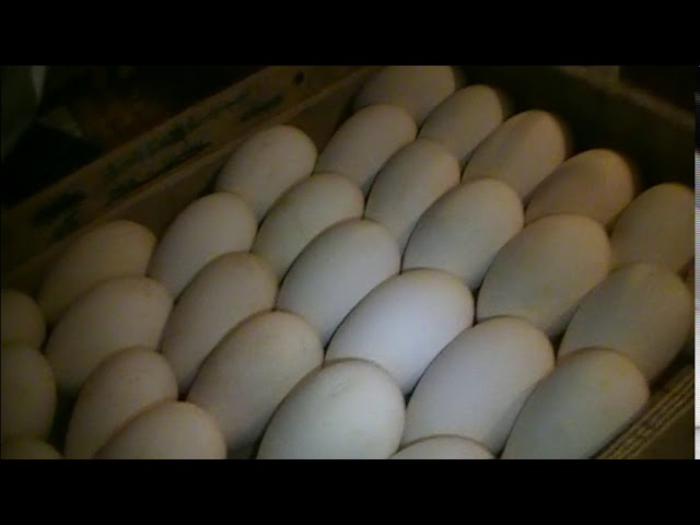 Закладка яиц в инкубатор блиц. Инкубатор блиц 72 гусиные яйца. Инкубатор Вегас гусиные яйца. Инкубация гусиных яиц в инкубаторе Несушка. Гусиные яйца в инкубаторе.