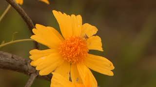 Gardening for Native Pollinators 1: Wildlife Matters (1/2 hr pgm)