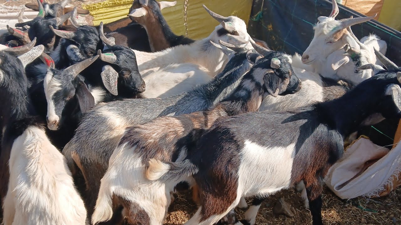 مباشرة معكم من السوق جمعة المعدن#cat #اكسبلور #تيك_توك #الدارالبيضاء #الوكره #الجيلي