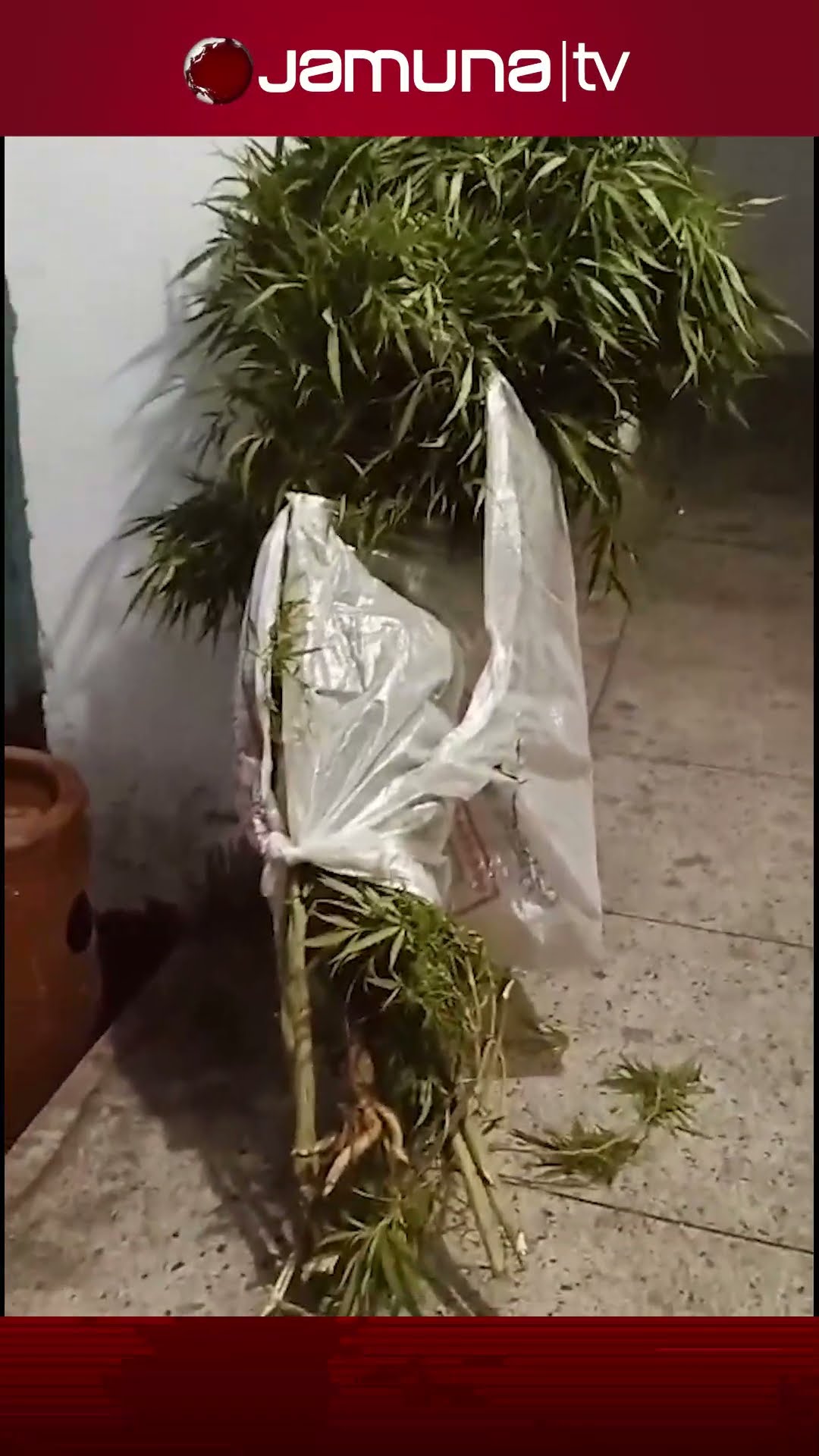 সাভারে গাজার গাছসহ ২ জনকে আটক করেছে পুলিশ #marijuanatree #savar #detained #police #jamunatv