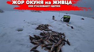 ОНИ УТАСКИВАЮТ УДОЧКИ и РВУТ ЛЕСКУ ! ЖОР ОКУНЯ на ЖИВЦА в ГЛУХОЗИМЬЕ !