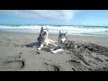 Dad and Husky Puppy&#39;s First Time at The Beach!