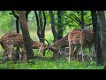 Spotted Deers Of Pench National Park Mp |  Spotted Deers In Shrubs |