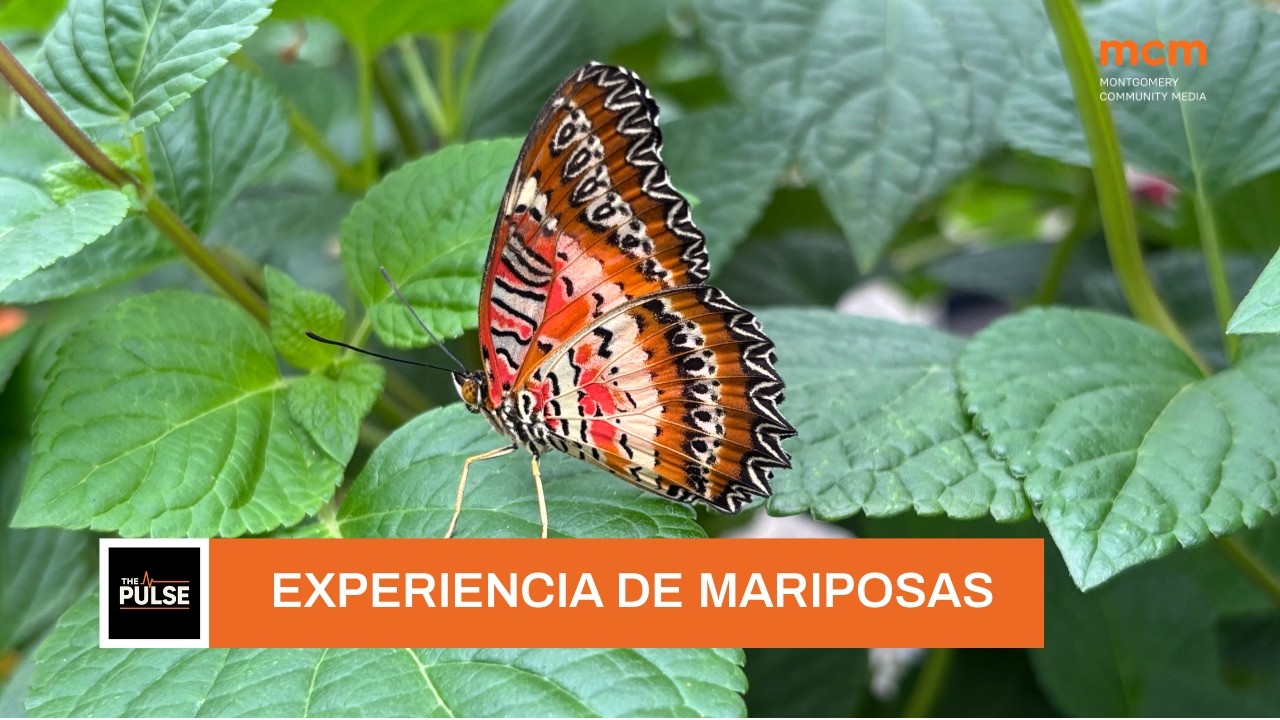 Una experiencia con mariposas en Wheaton