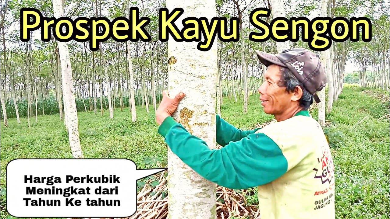 Prospek Menjanjikan Dari Budidaya Kebun Kayu Sengon || Harga Perkubik Meningkat Dari Tahun Ke Tahun