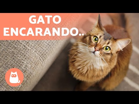 Vídeo: Por Que Meu Gato Me Encara?