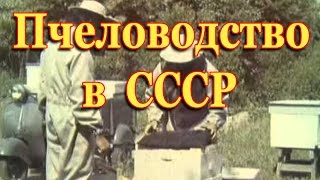 Пчеловодство СССР. Чтобы пчёл стало больше.