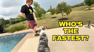 I Turned My Backyard into a Dog Fetch Arena..