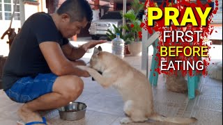 Marunong Ng Magpray Ang Aking Tuta Bago Kumain (302)