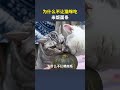 Why not let the cat eat rice or noodles#kitty#Novice cat keepers#Cat owner#Scientific pet
