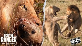 Nomadic Lions Raid Hyena Den  Noise Attracts Territorial Males! | Maasai Mara Safari | Zebra Plains
