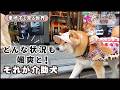 【密着】柴犬介助犬るな!どんな状況でも冷静な介助犬