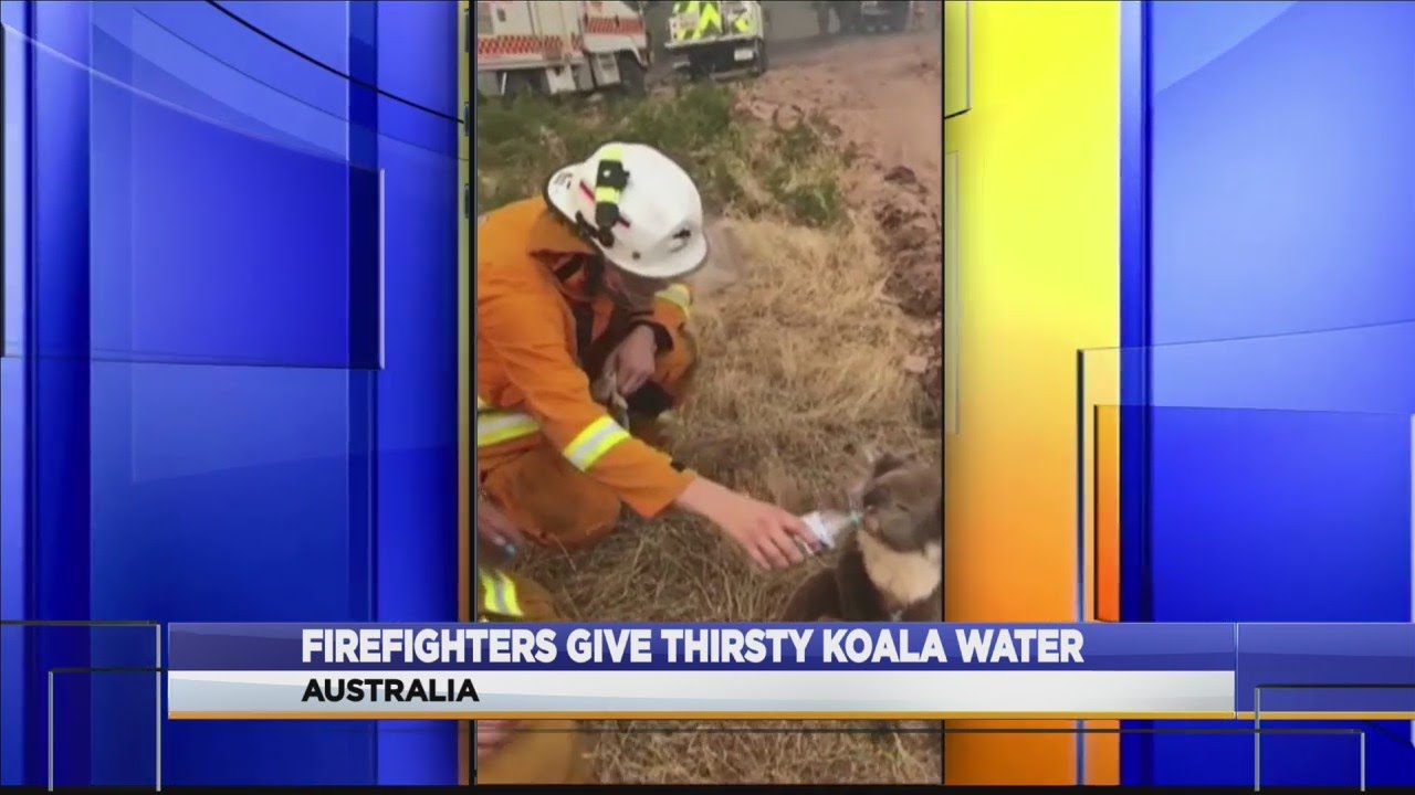 Stunning Watch: Firefighters Give Water To Thirsty Joeys At Wa Fire Image for Mobile Stunning Watch: Firefighters Give Water To Thirsty Joeys At Wa Fire Image for Mobile