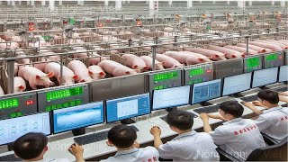 Overwhelmed! The world&#39;s leading modern technology pig farm - a modern large-scale pig farm in China
